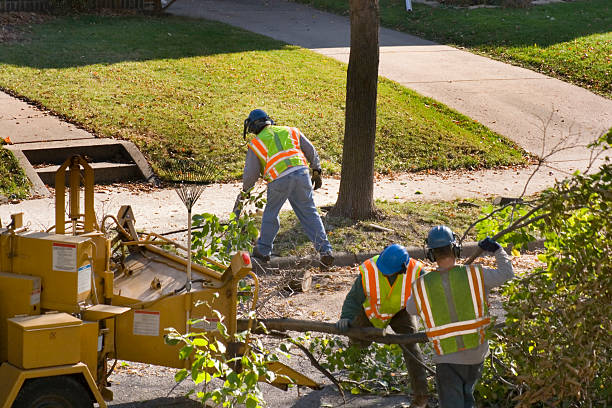 Tree and Shrub Care in Lemont, PA